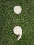 picture of two disks shaped like a semicolon sitting on grass