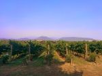 Vineyards, Yarra Valley